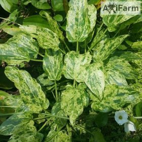 Echinodorus Marble Queen