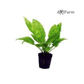 Echinodorus Marble Queen