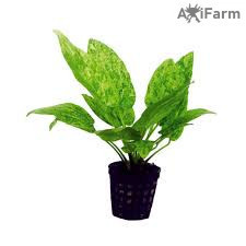 Echinodorus Marble Queen