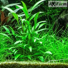 Cryptocoryne nevilli
