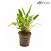 Cryptocoryne nevilli