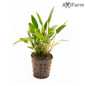 Cryptocoryne nevilli