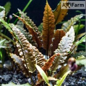 Cryptocoryne wendtii 'Brown'