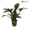 Cryptocoryne wendtii 'Brown'