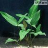 Anubias hastifolia