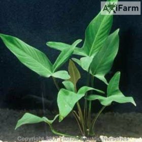 Anubias hastifolia