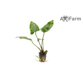 Anubias hastifolia