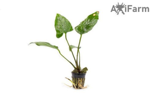 Anubias hastifolia