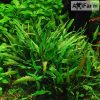 Cryptocoryne lucens