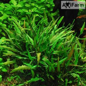 Cryptocoryne lucens