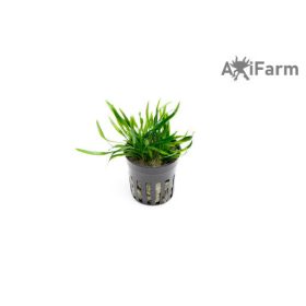 Cryptocoryne lucens