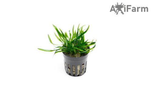 Cryptocoryne lucens