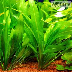 Echinodorus amazonicus