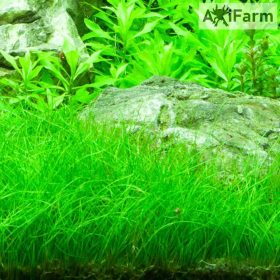 Eleocharis parvula
