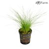 Eleocharis parvula
