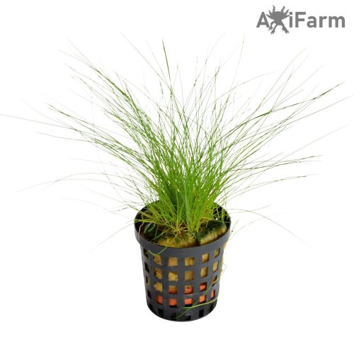 Eleocharis parvula