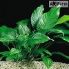 Anubias heterophylla