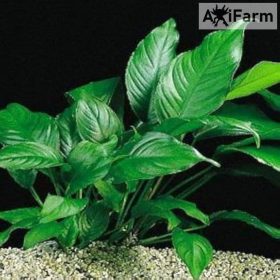Anubias heterophylla