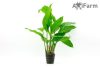 Anubias heterophylla