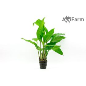 Anubias heterophylla