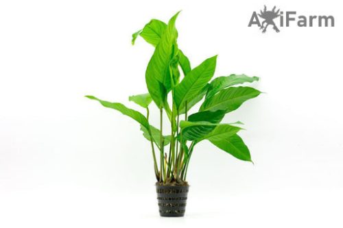 Anubias heterophylla