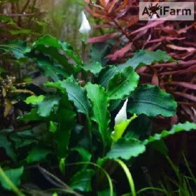 Bucephalandra sp. lo green