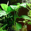Anubias barteri var. barteri