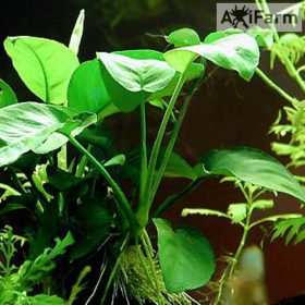 Anubias barteri var. barteri