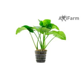 Anubias barteri var. barteri