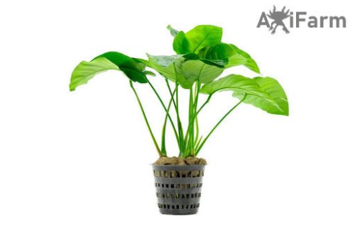 Anubias barteri var. barteri