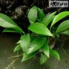 Anubias congensis