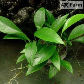 Anubias congensis