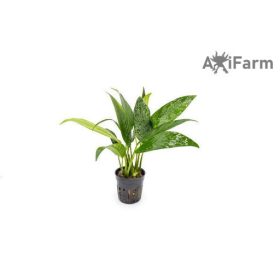 Anubias congensis