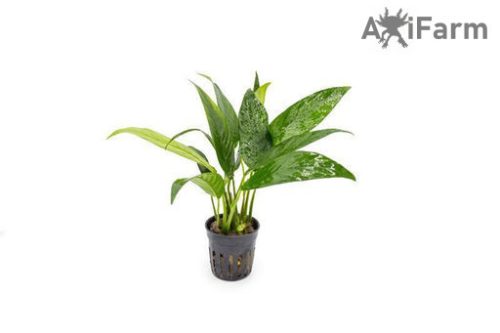 Anubias congensis