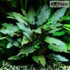 Cryptocoryne beckettii