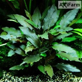 Cryptocoryne beckettii