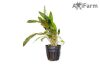 Cryptocoryne beckettii