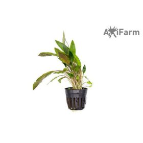 Cryptocoryne beckettii
