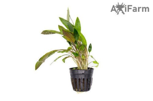 Cryptocoryne beckettii