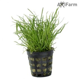 Lilaeopsis brasiliensis