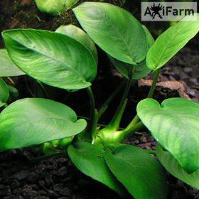 Anubias barteri