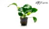 Anubias barteri