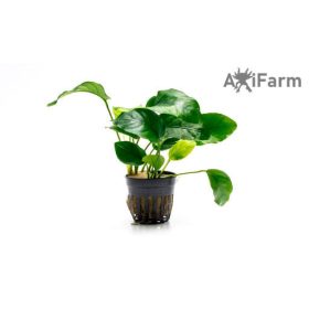 Anubias barteri