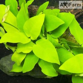 Anubias nana Golden