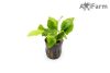 Anubias nana Golden