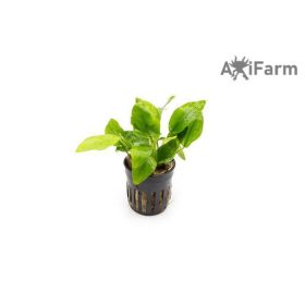 Anubias nana Golden