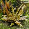 Cryptocoryne wendtii  tropica