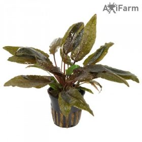 Cryptocoryne wendtii  tropica