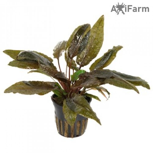 Cryptocoryne wendtii  tropica