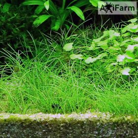 Eleocharis acicularis